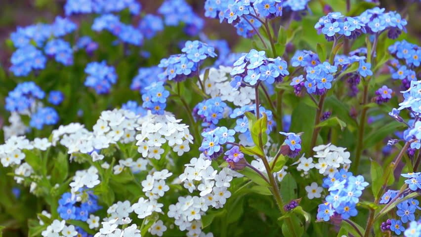 Hoa lưu ly còn có tên gọi khác là Forget me not